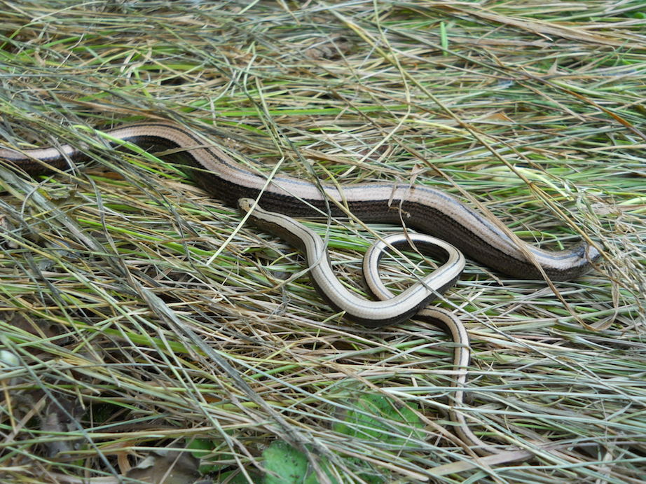 Slow worms found during reptile survey in Elmbridge, Surrey