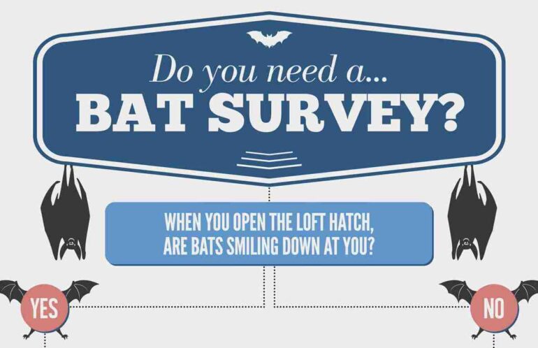 Picture for bat survey page