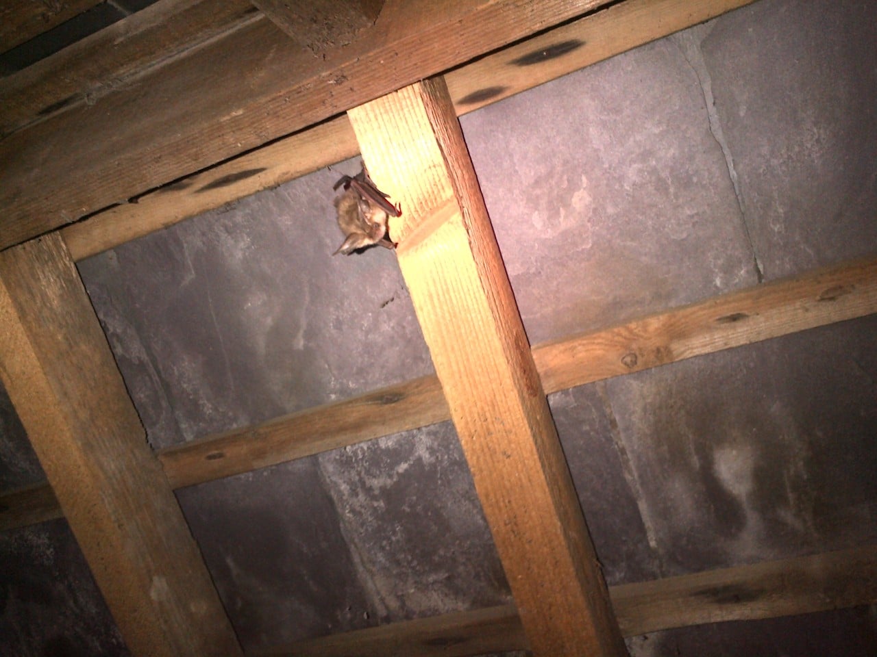 Natural England Standing Advice Bats