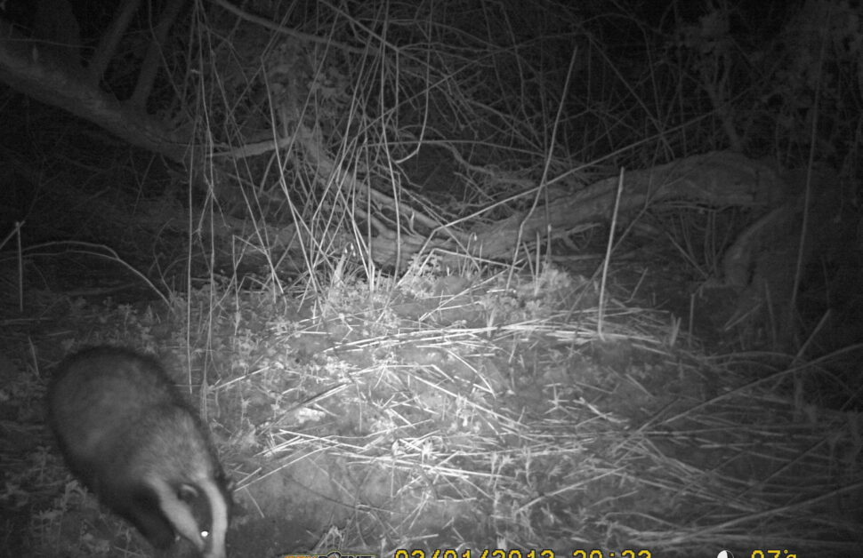Badger Survey Infra Red Camera