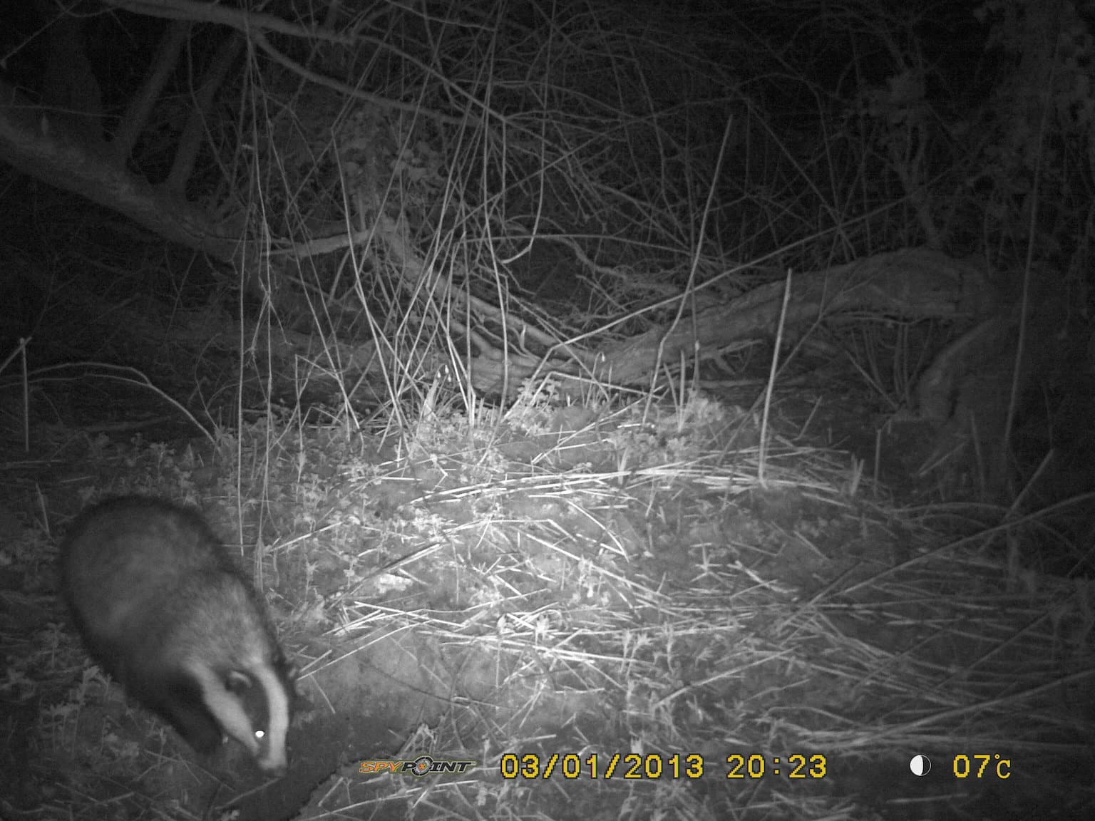 Badger Survey Infra Red Camera