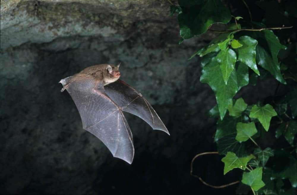 British Bats - Learn about Bats in the UK