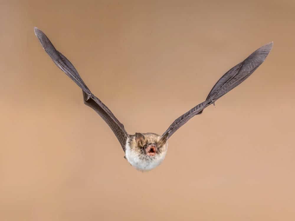 British Bats - Learn about Bats in the UK