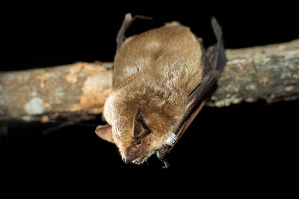 British Bats - Learn about Bats in the UK