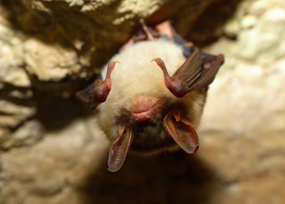 Bat surveys