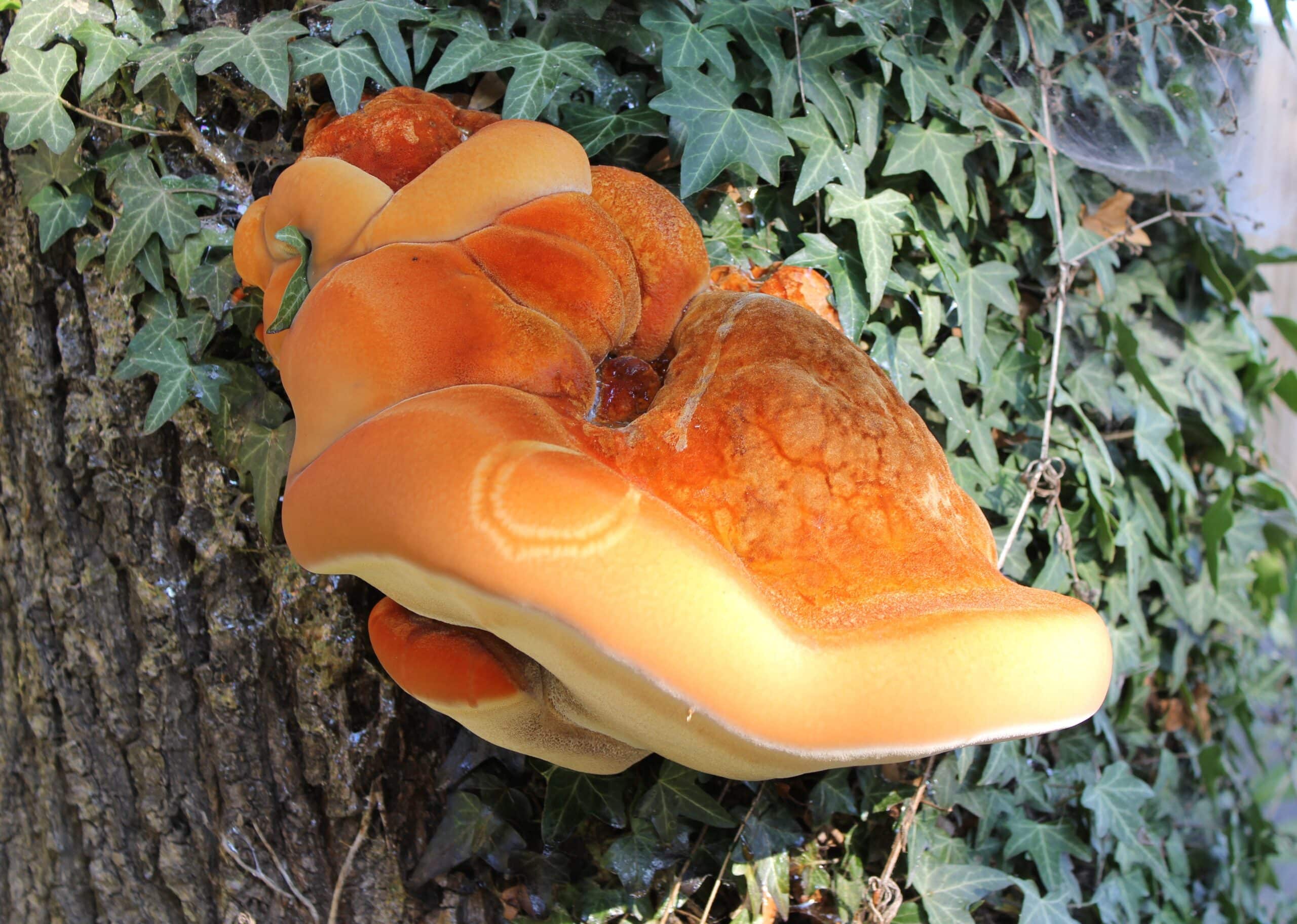 Arboricultural Association Tree Pests and Diseases course review 2014