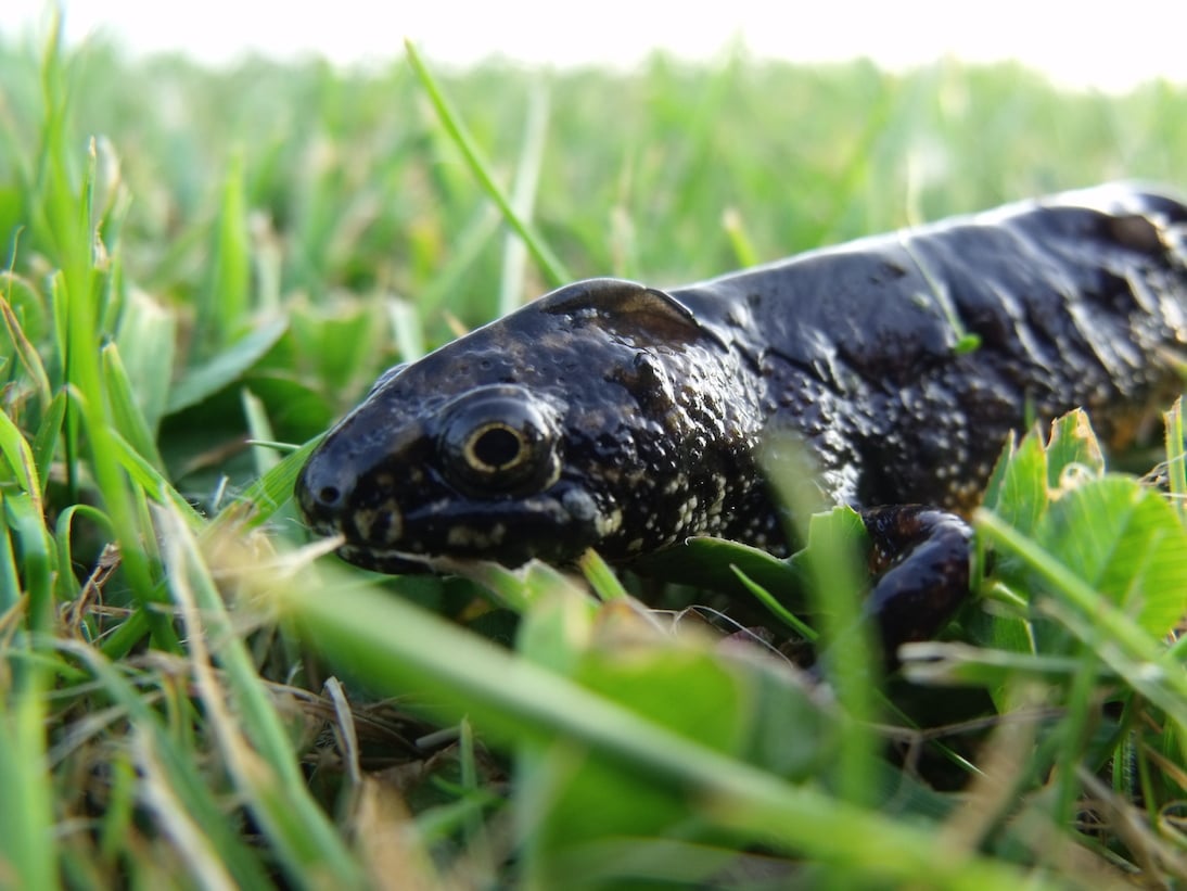 A Great Crested Newt