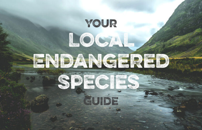 A local guide to endangered species in the UK feature image
