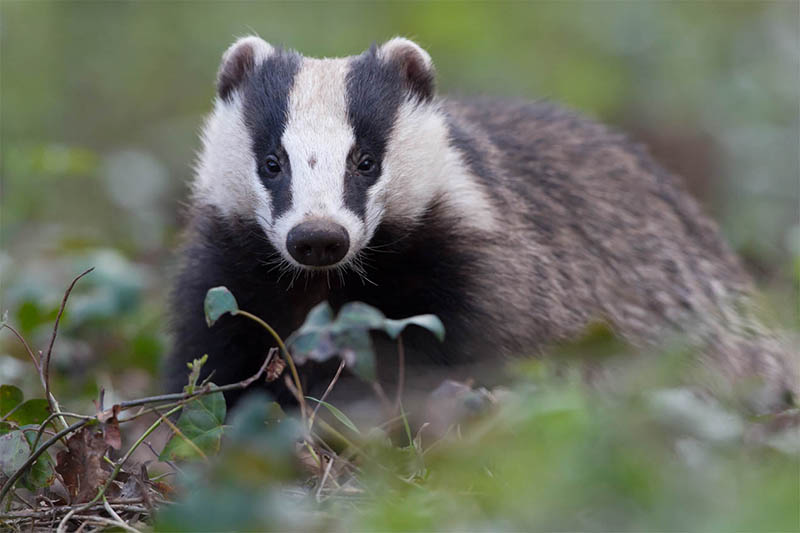 Badger Surveys from £399 - Get Your Badger Survey Quote Today!