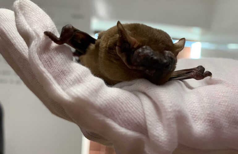 a bat being handled by a trained ecologist