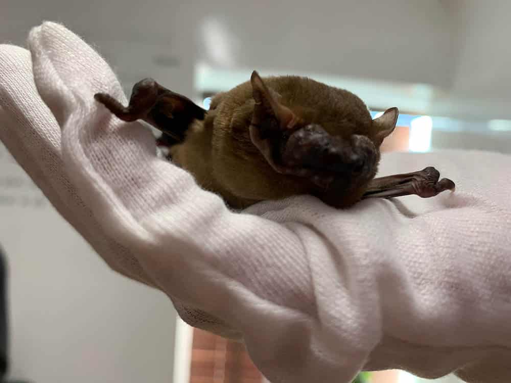 a bat being handled by a trained ecologist