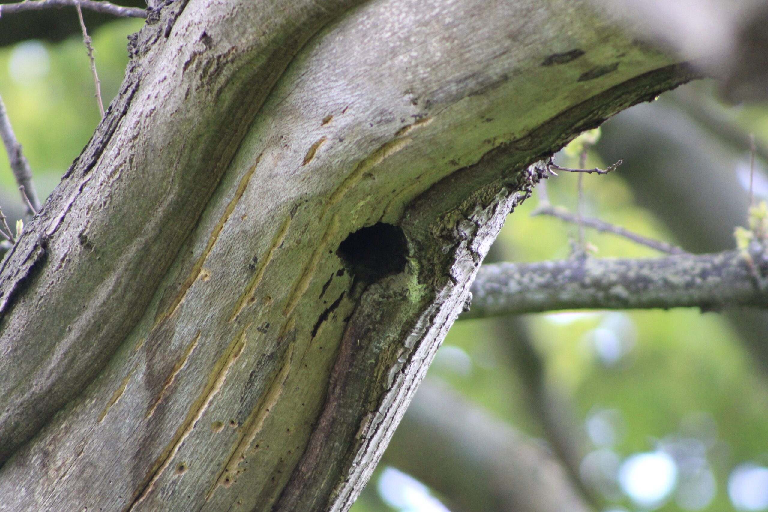 Surveying for bat habitat on a tree in the New Forest