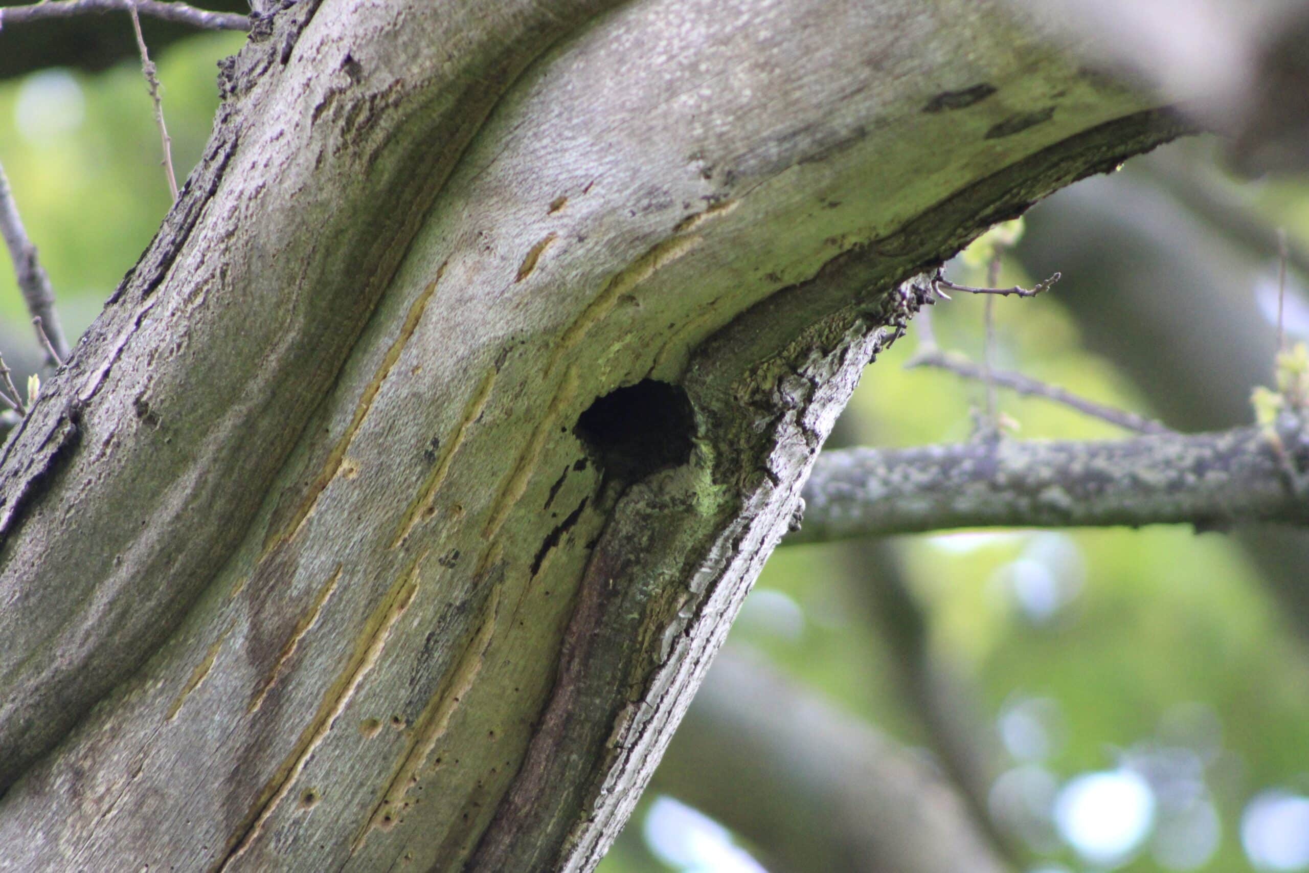 Forest of Dean Bat Survey