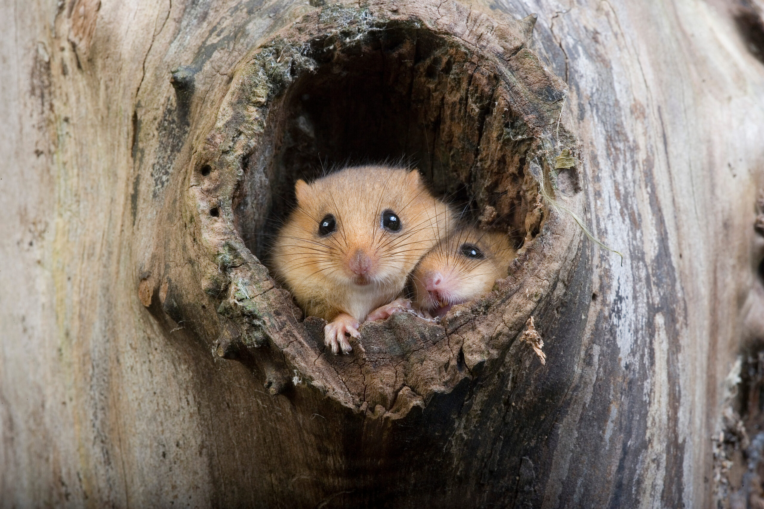 dormice, protected by habitat regulations assessments