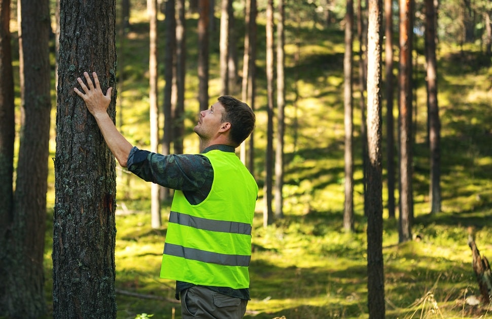 an arboricultural consultant carrying out a tree survey