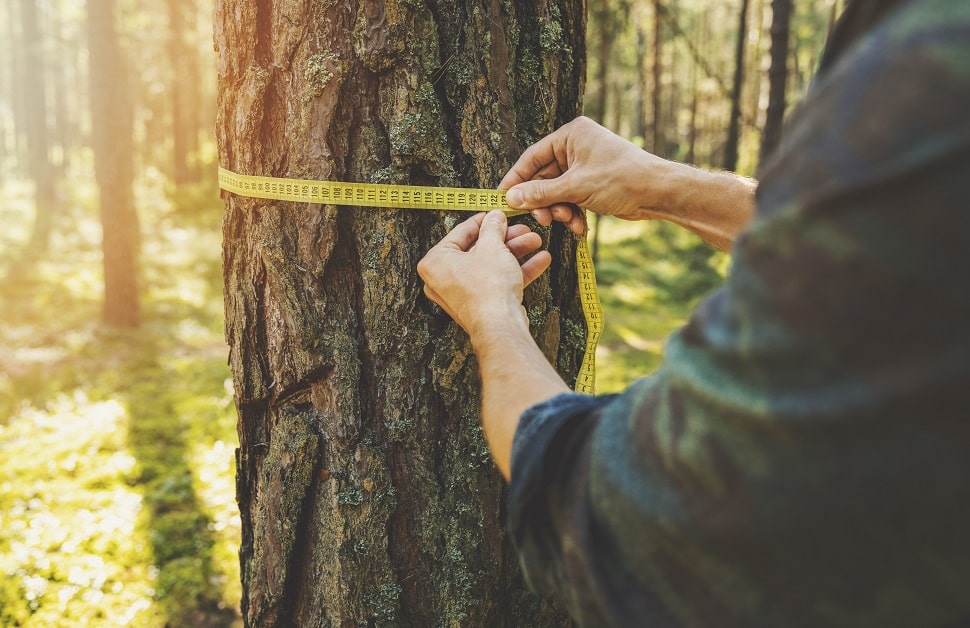 An arboricultural consultant measuring a tree