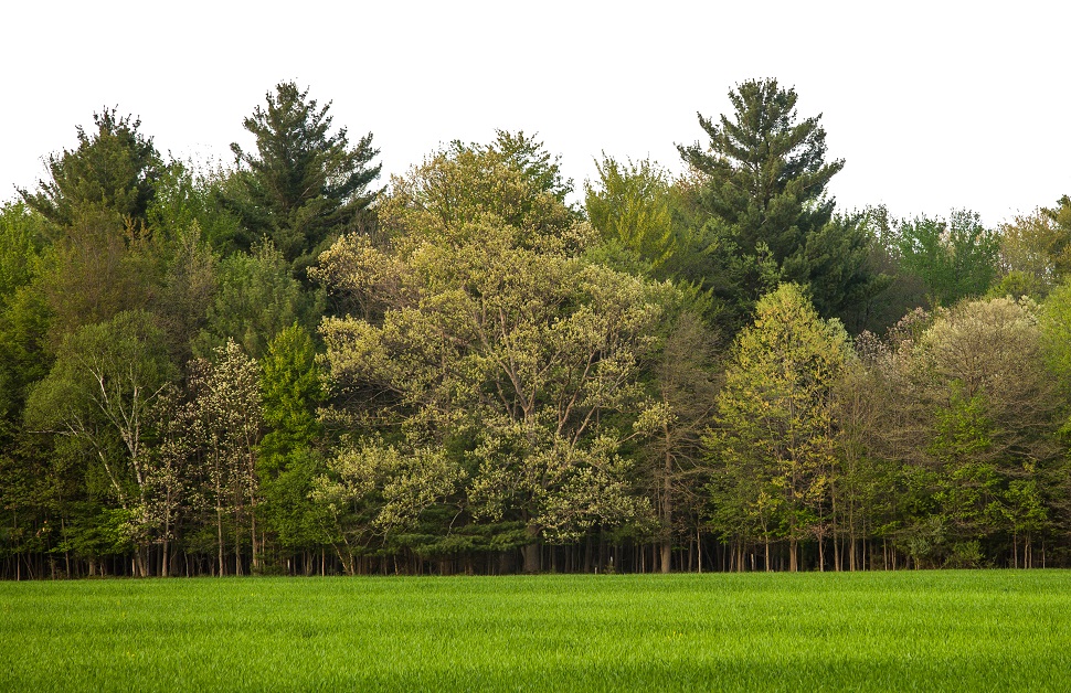 a view of different types of trees