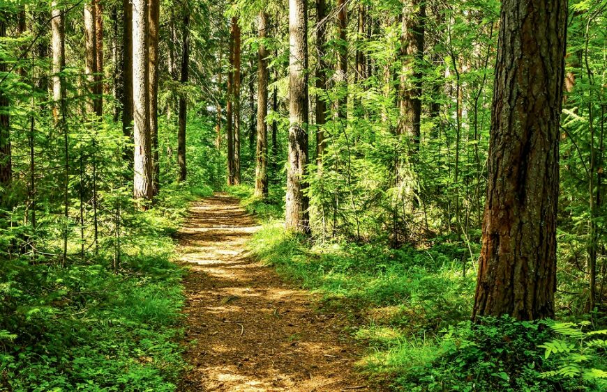 Investing in Woodland for Sale Arbtech