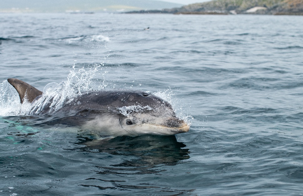 Bottlenose dolphin