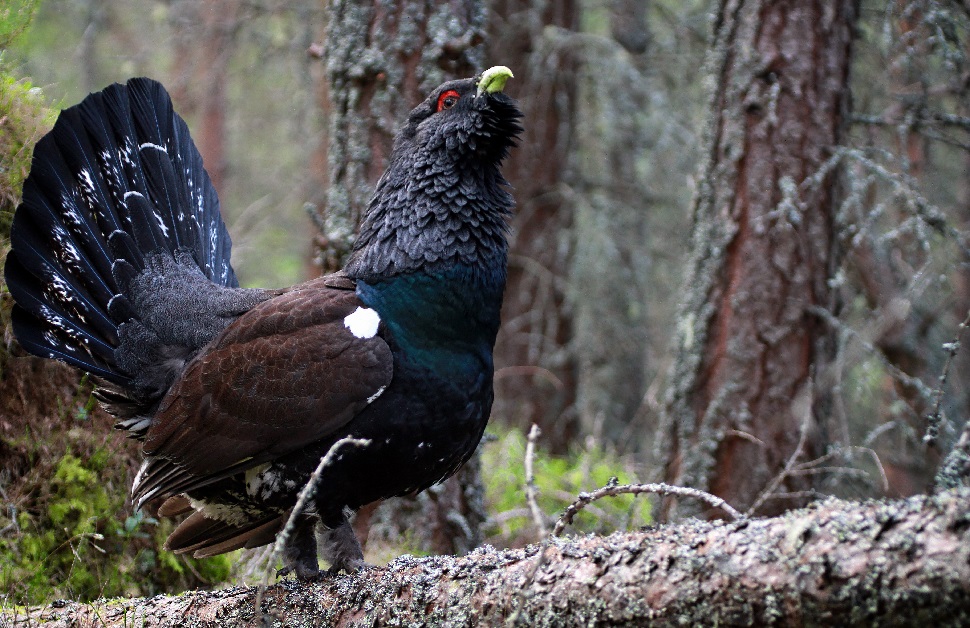 Scottish Capercaillie