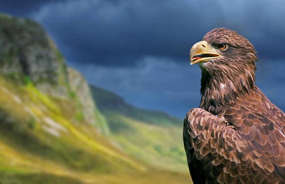 Scottish Golden Eagle