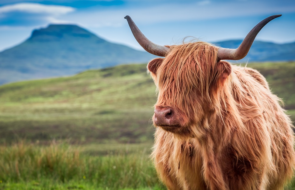 Scottish Highland Cow