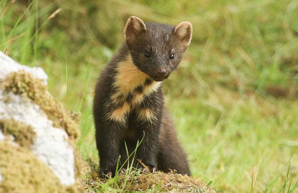 Scottish Pine Marten