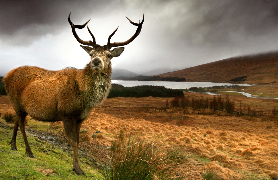 Scottish Red Deer