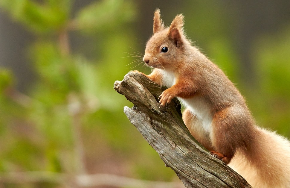 Scottish Red Squirrel