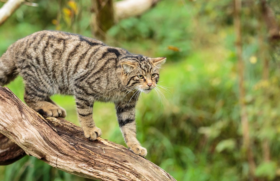 Scottish Wildcat