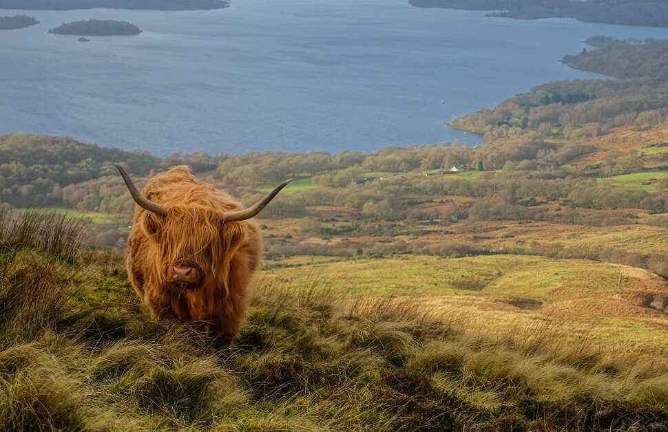 Scottish wildlife - Scottish highland cow