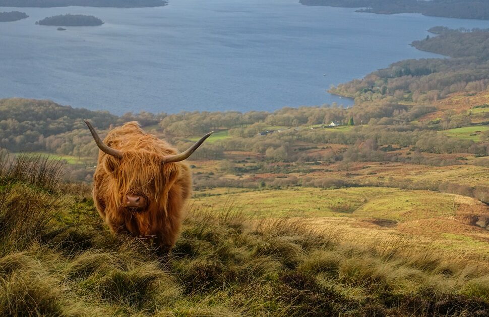 visit animals scotland