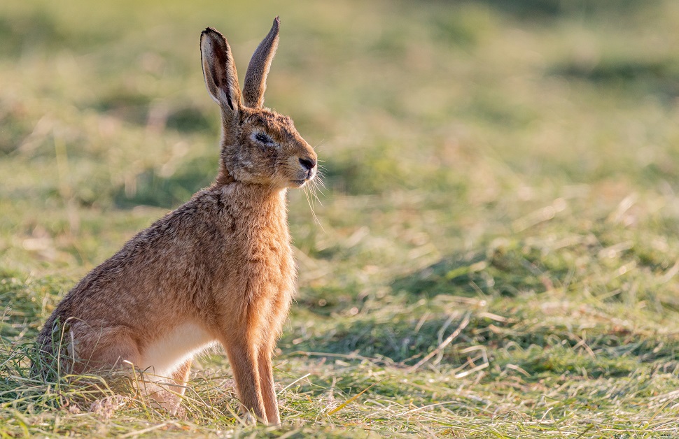 A brown hare spotted in Yorkshire grassland