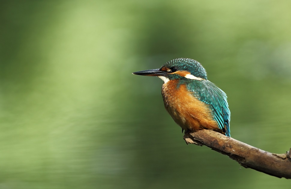 A kingfisher perching on a tree in a Yorkshire nature reserve