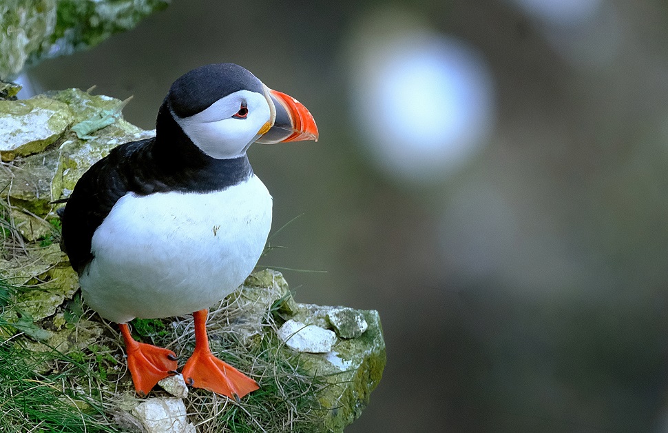 A puffin sitting on the side of a cliff on the Yorkshire coast