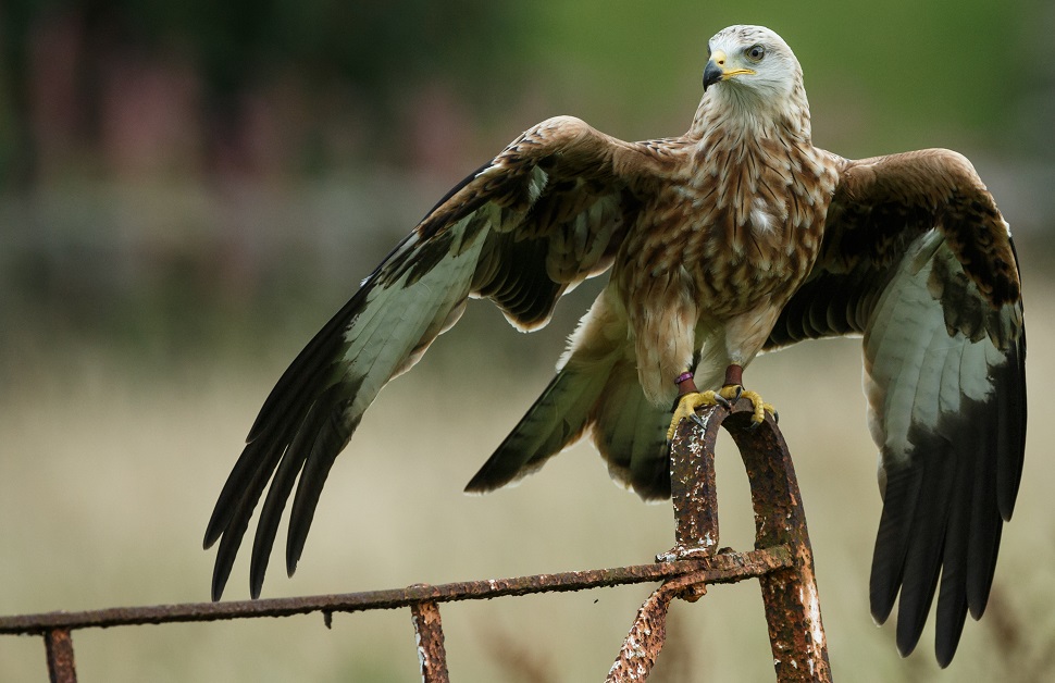 A red kite spotted perching in a farm in West Yorkshire