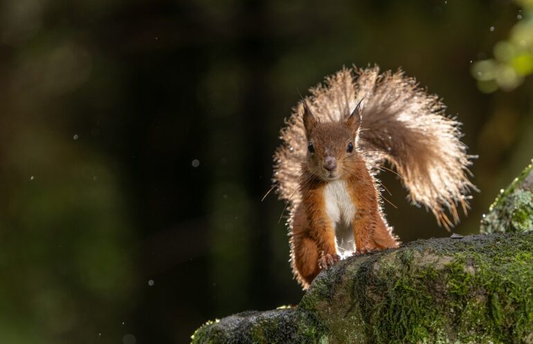 A red squirrel in the Yorkshire Dales perched on a rock