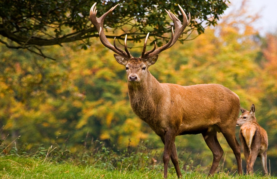 A red stag spotted in a wildlife park in North Yorkshire