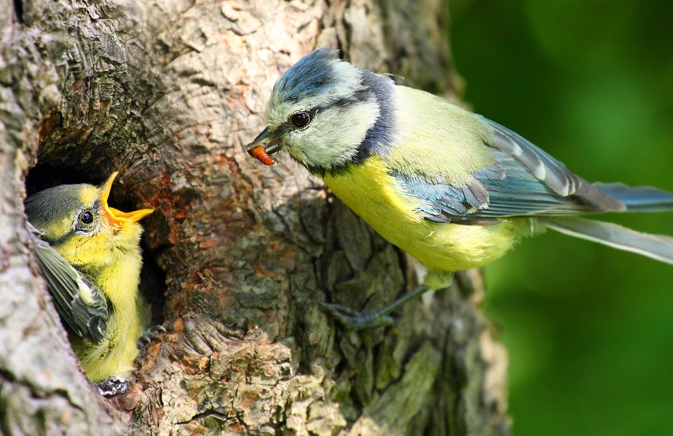 a bird feeding another bird in a UK forest