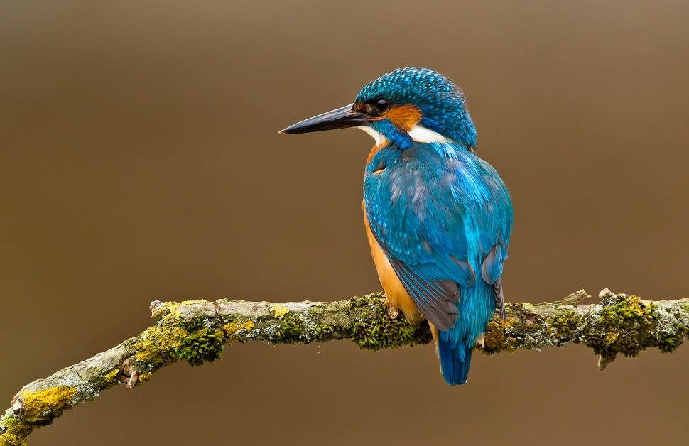 a kingfisher in a UK forest