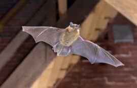 Understanding the New Bat Survey Guidelines from 2023 - Arbtech