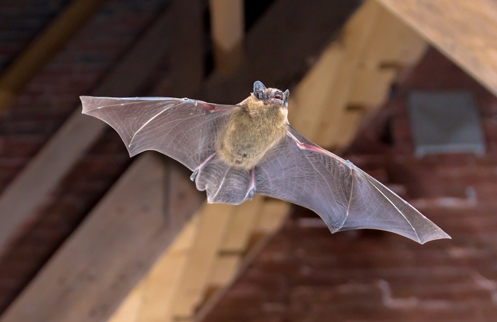 A bat spotted flying in a loft space