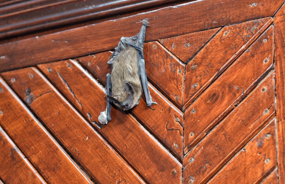 A bat hanging off an interior door