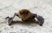 Understanding the New Bat Survey Guidelines from 2023 - Arbtech