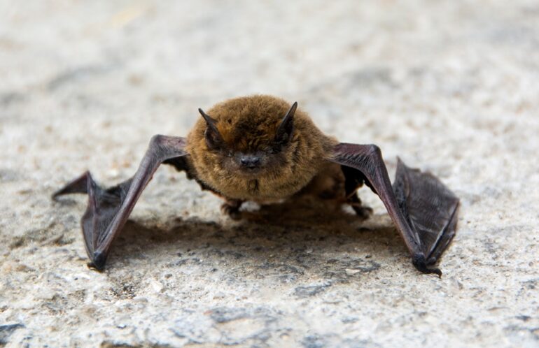 A close up view of a pipistrelle bat