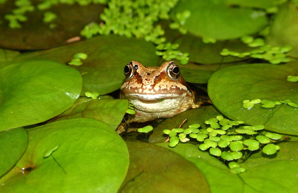 A common British frog sitting in a pond