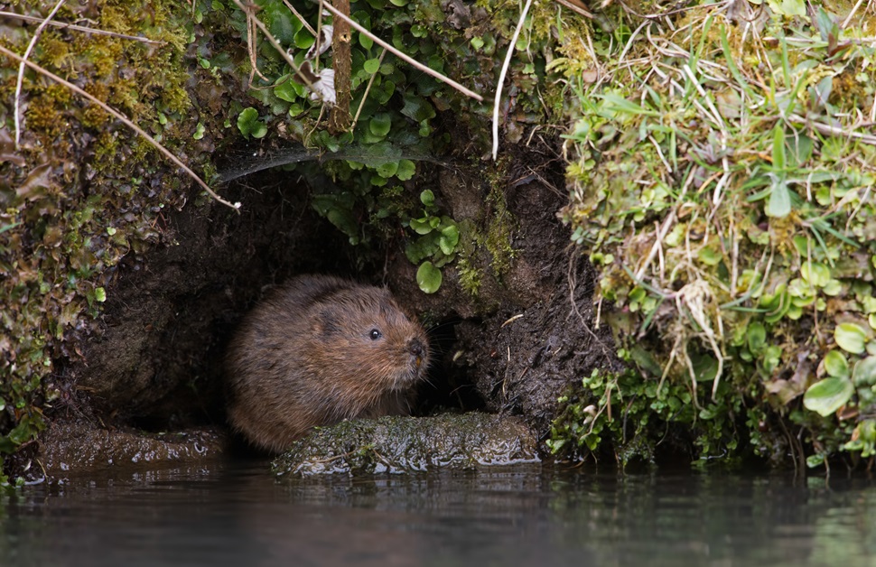 A water vole sat beside a pond in a burrow