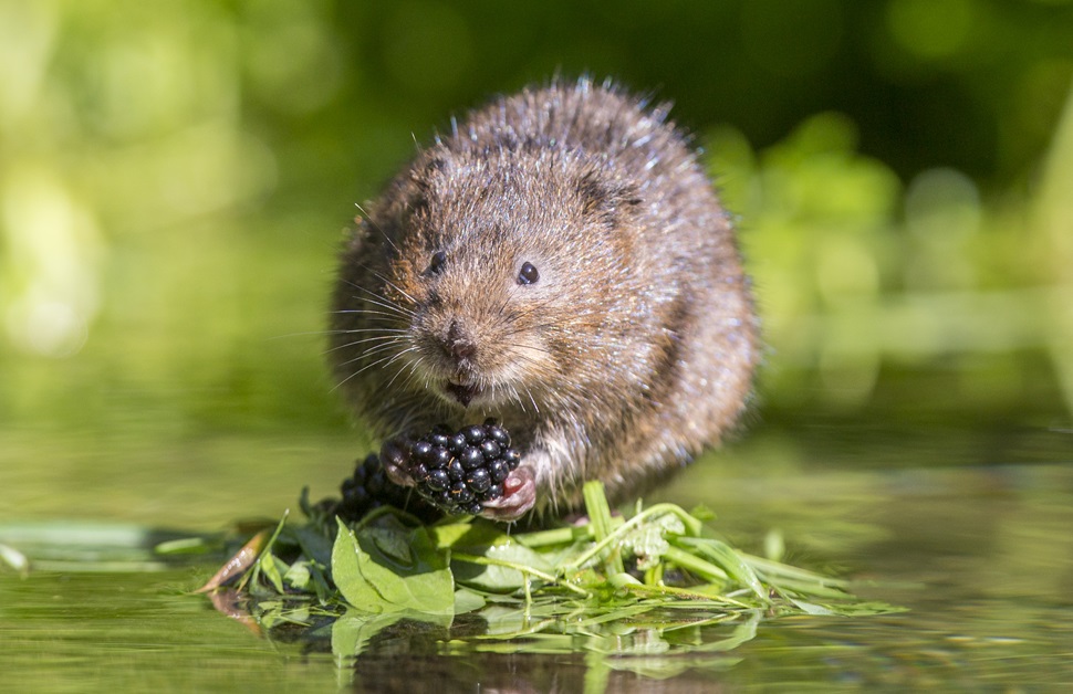 A water vole sitting on a leaf eating a berry