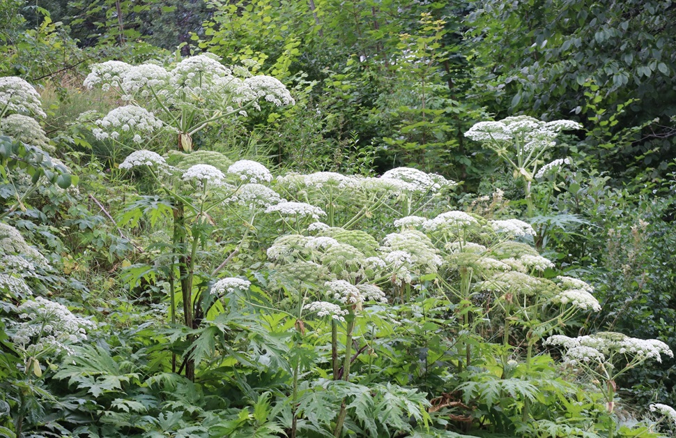 A collection of giant hogweed plants growing in the wild