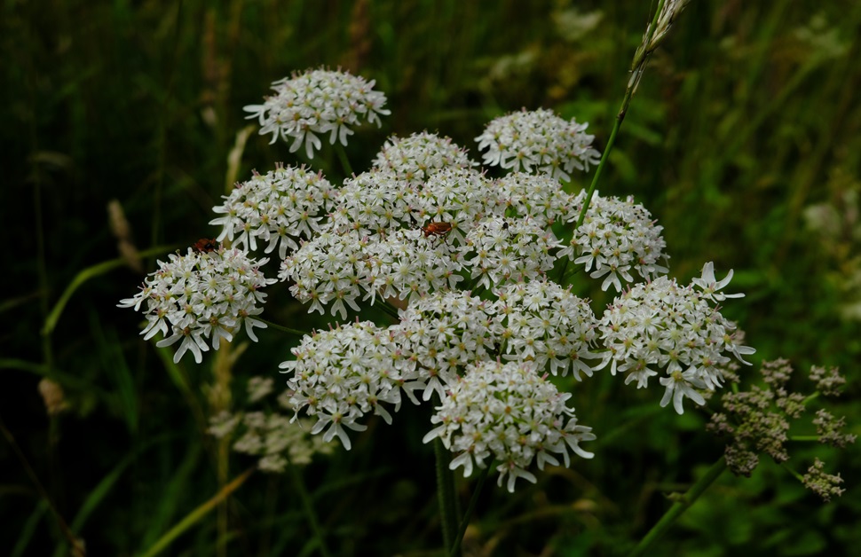 Giant hogweed growing somewhere in the UK